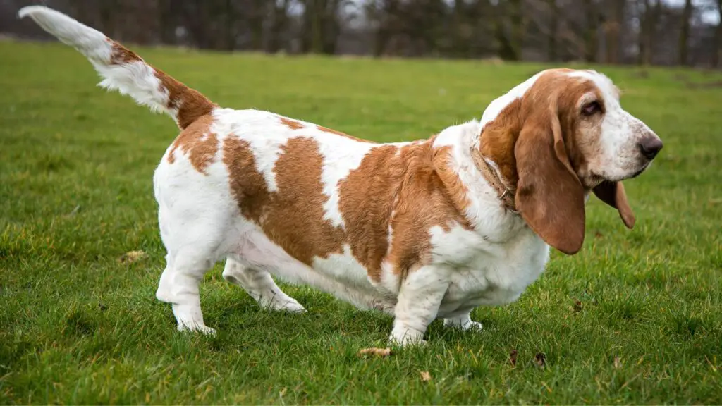 Razze di cani per proprietari rilassati