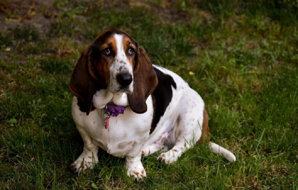 il miglior cane per una persona impegnata