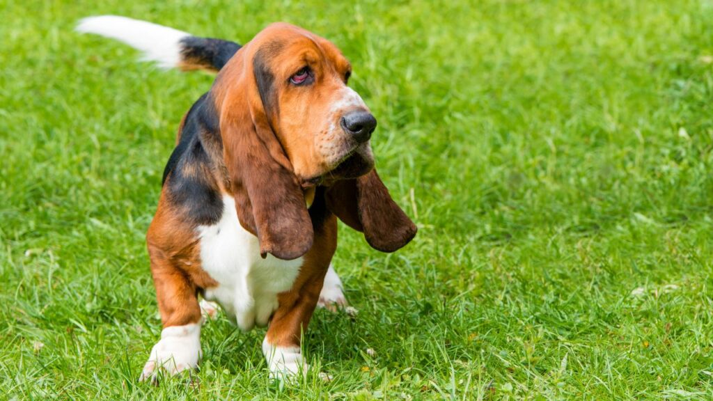 razza di cane con il miglior senso dell'olfatto
