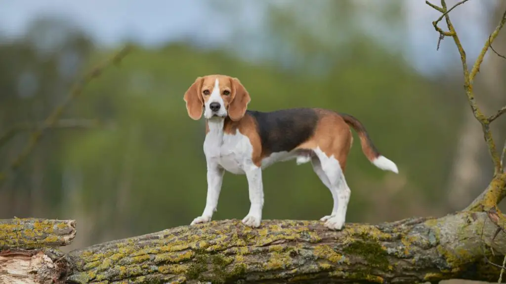 cani con minore ansia da separazione