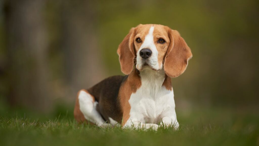 perché così tanti cani si ammalano di cancro?
