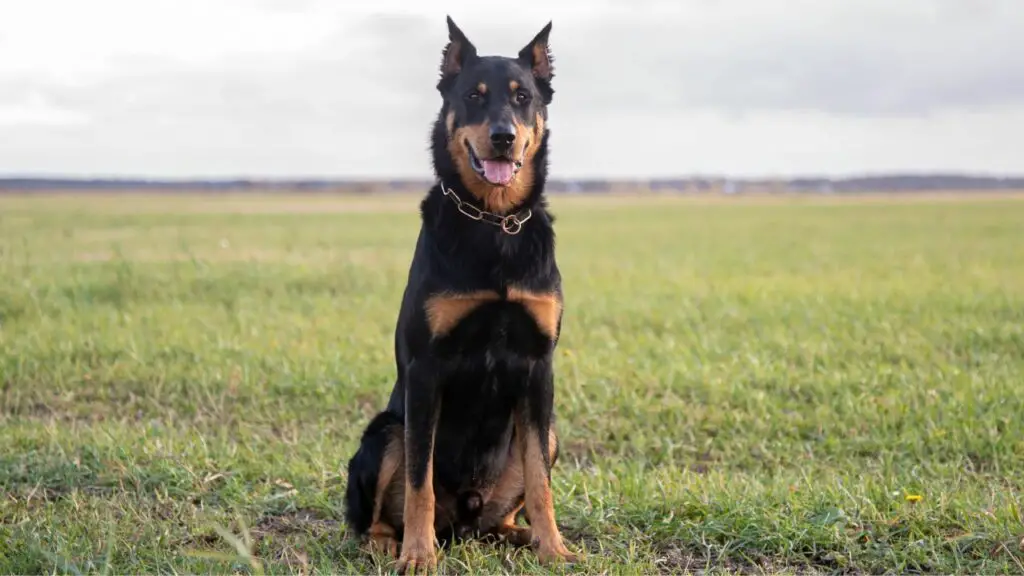 caratteristiche del cane da pastore
