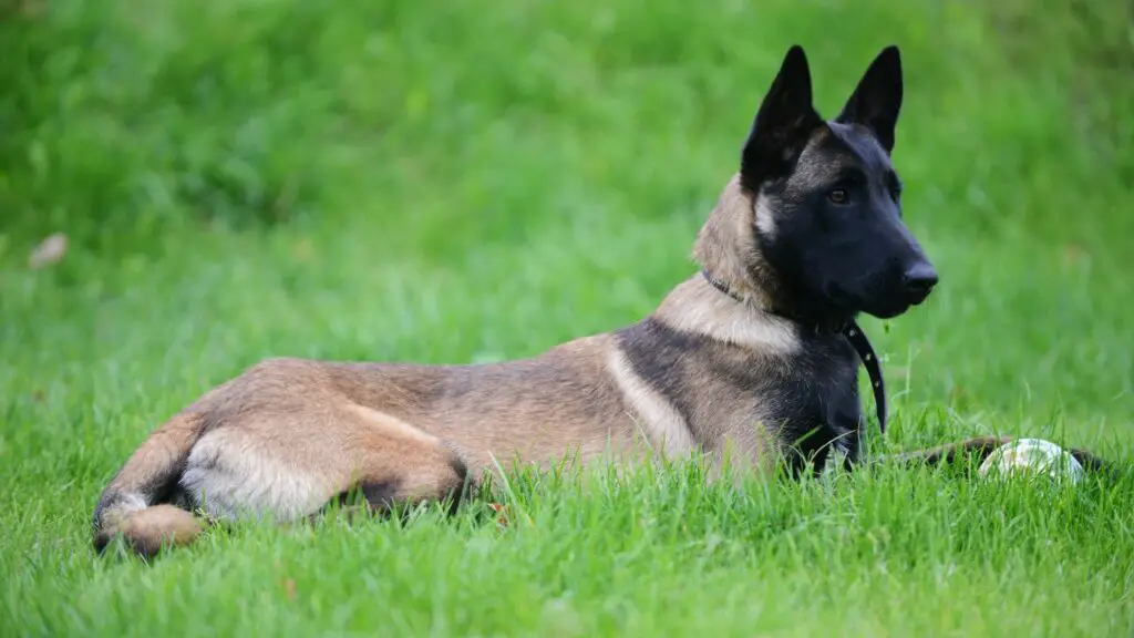 razze di cani di taglia media simili al bullmastiff
