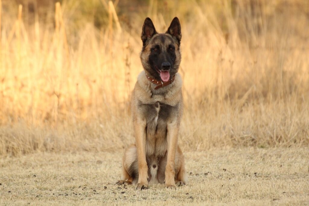 Belgian Malinois 7