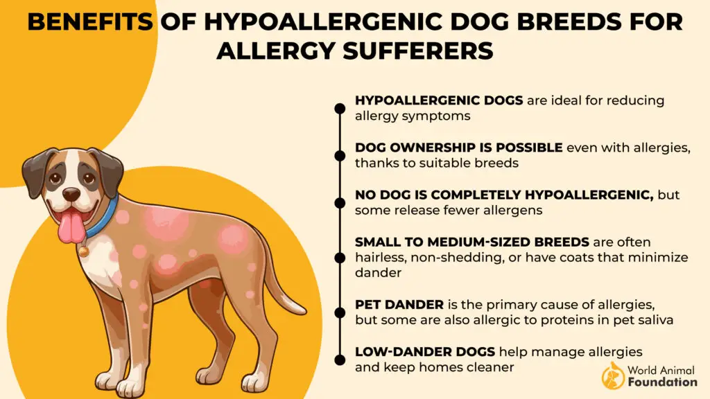 Vantaggi delle razze di cani ipoallergenici