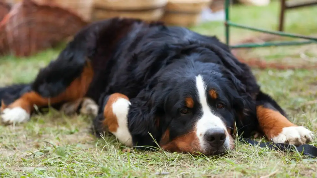 quale razza di cane dorme di più?