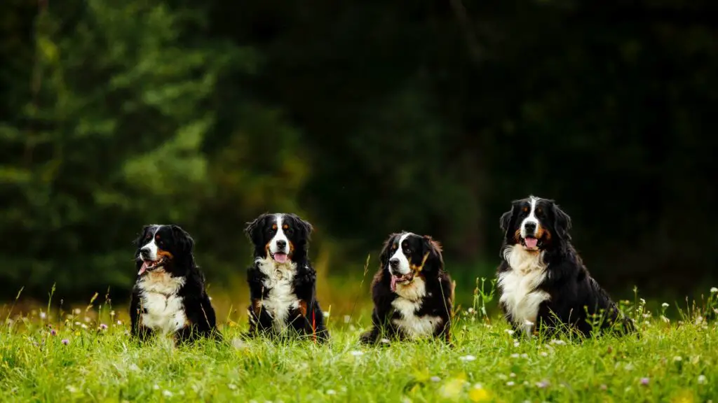 razze di cani pigri e silenziosi
