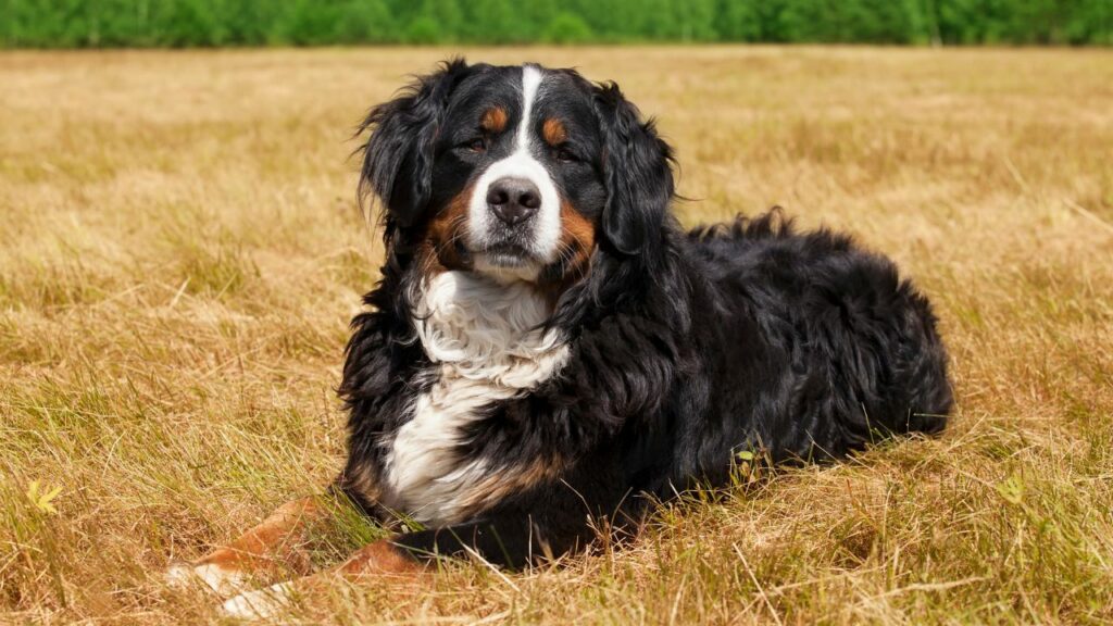   Bovaro del Bernese