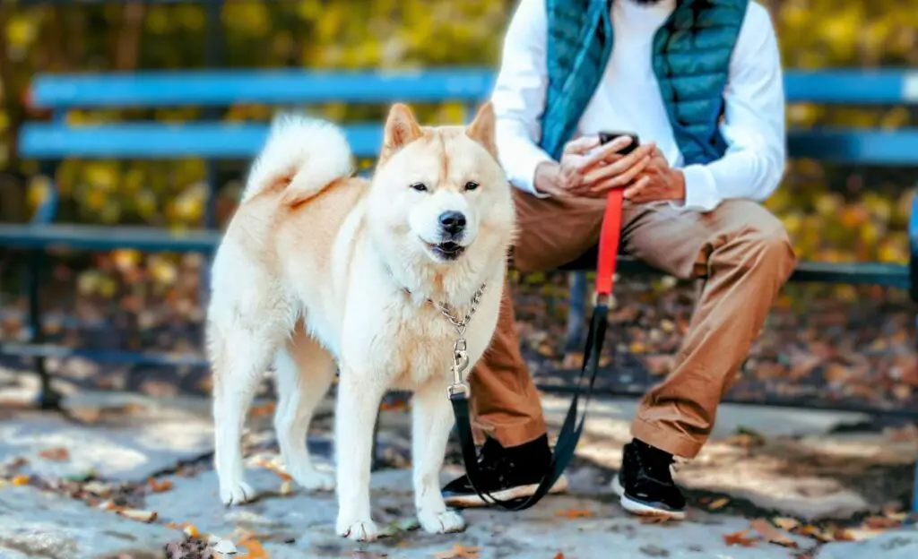 I migliori cani da guardia per introversi