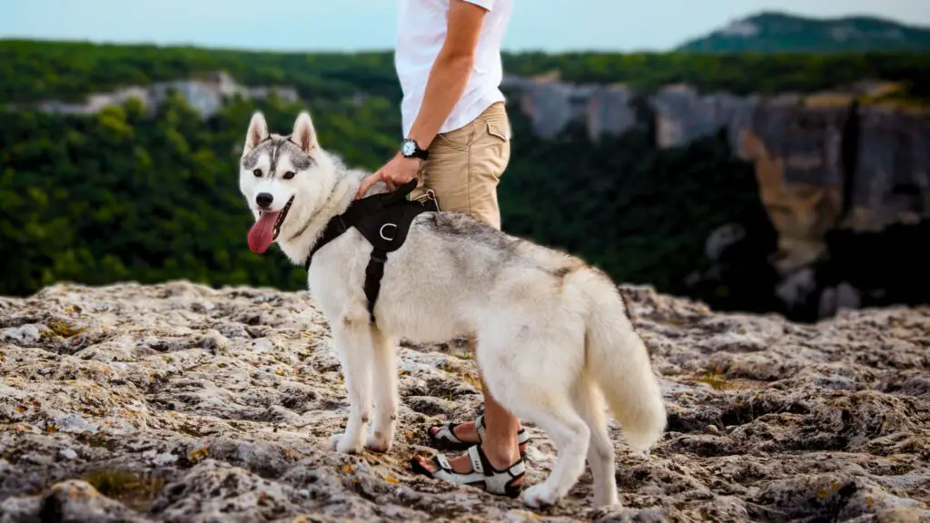 Best Hiking Dog Breeds for Protection