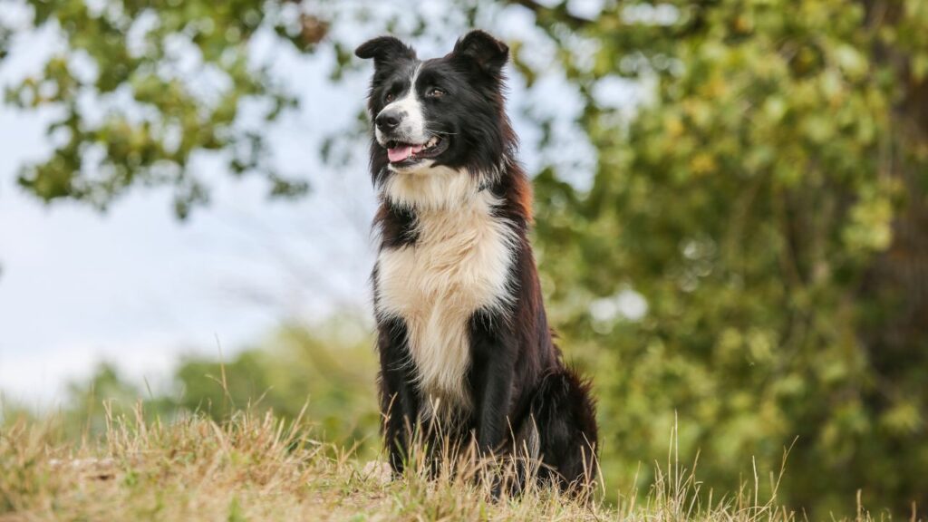 i border collie perdono molto pelo