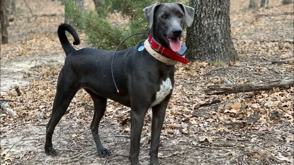 miglior cane per la caccia al cervo
