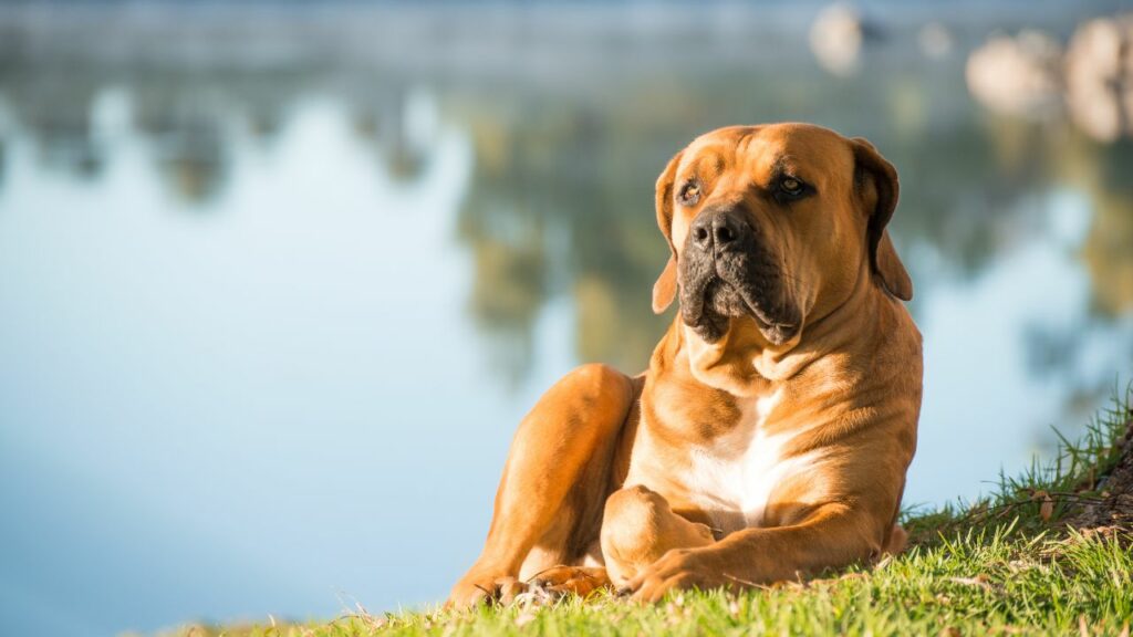 qual è la razza di cane più rilassata?
