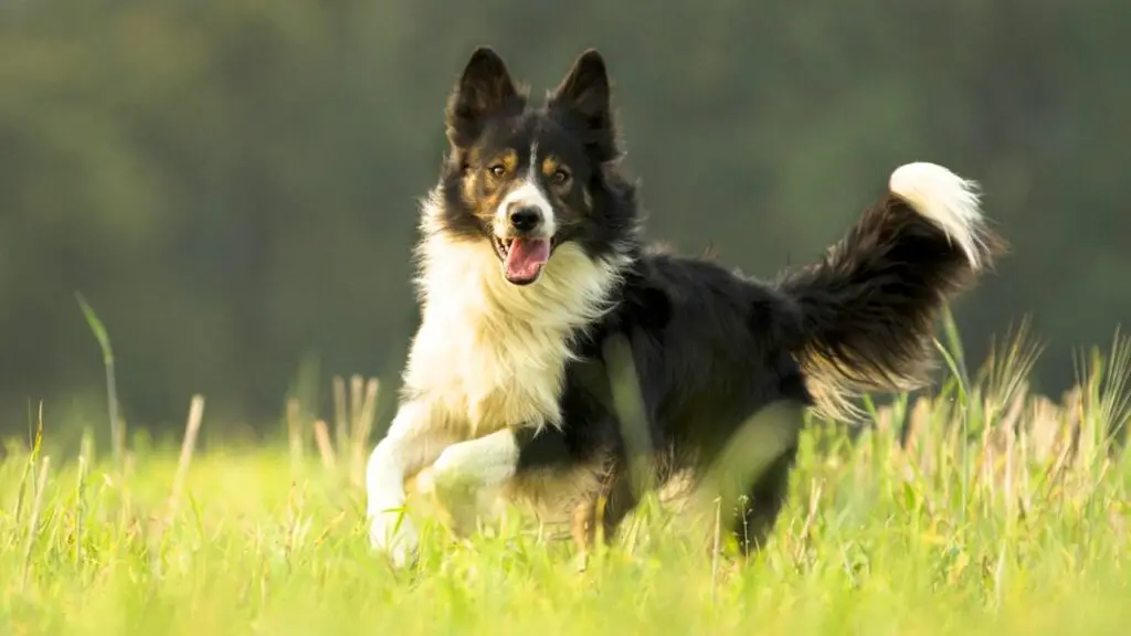 Pro e contro di un Border Collie