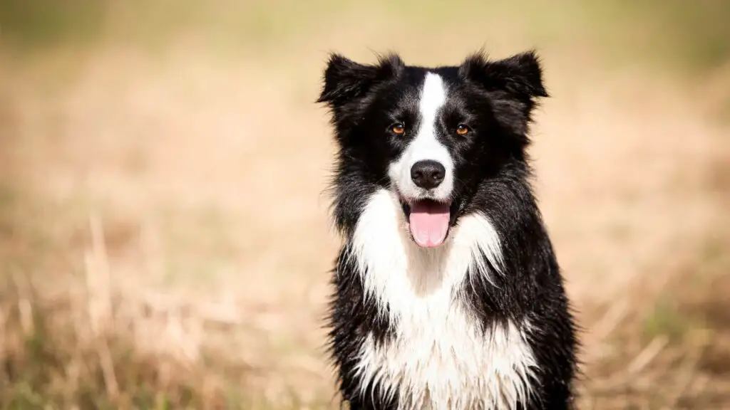 razze di cani più appiccicose
