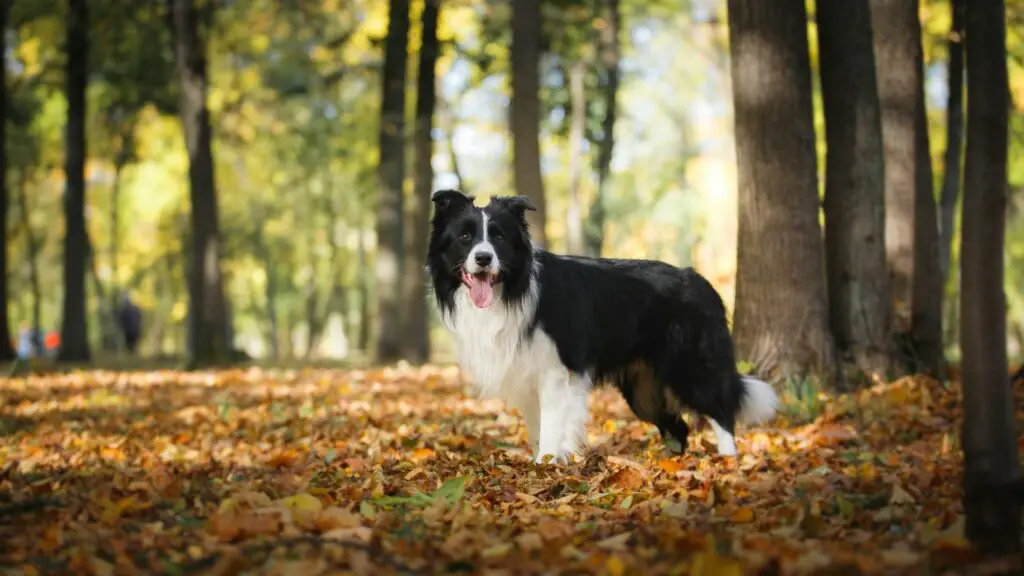 perché dovresti prendere un border collie
