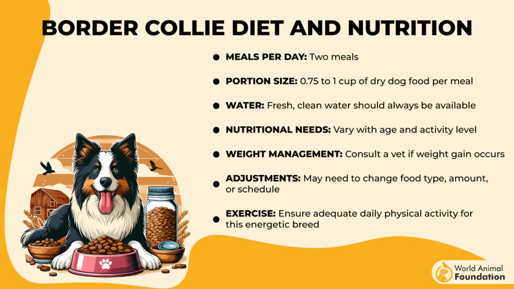 Dieta e nutrizione del Border Collie