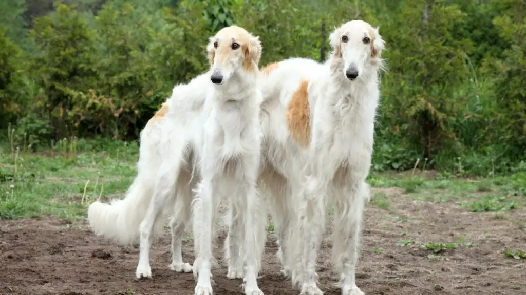 Razze di cani che abbaiano a malapena