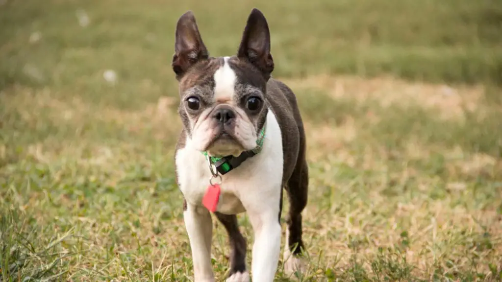 Problemi agli occhi del Boston Terrier
