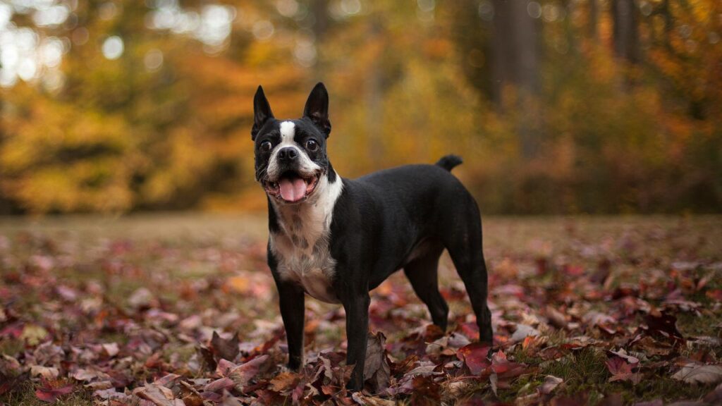 le migliori razze di cani per la vita in città