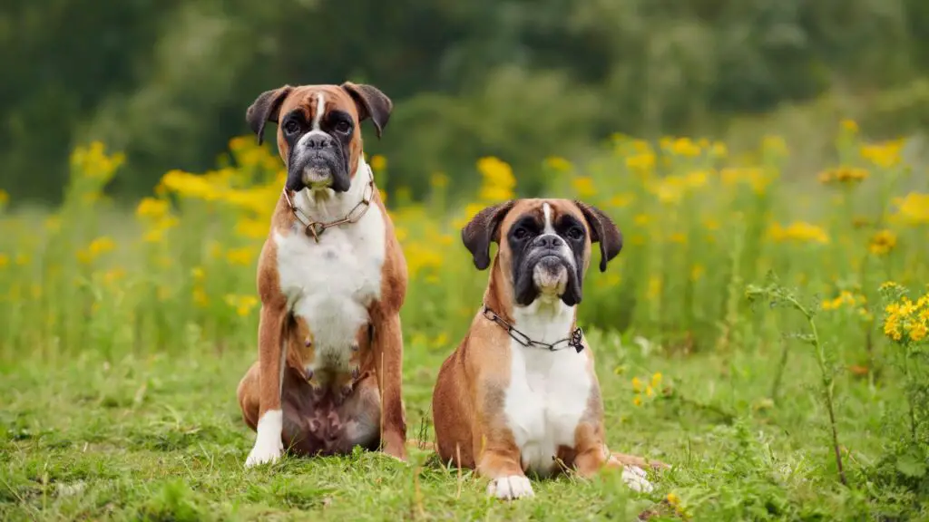 i migliori cani per coppie che lavorano