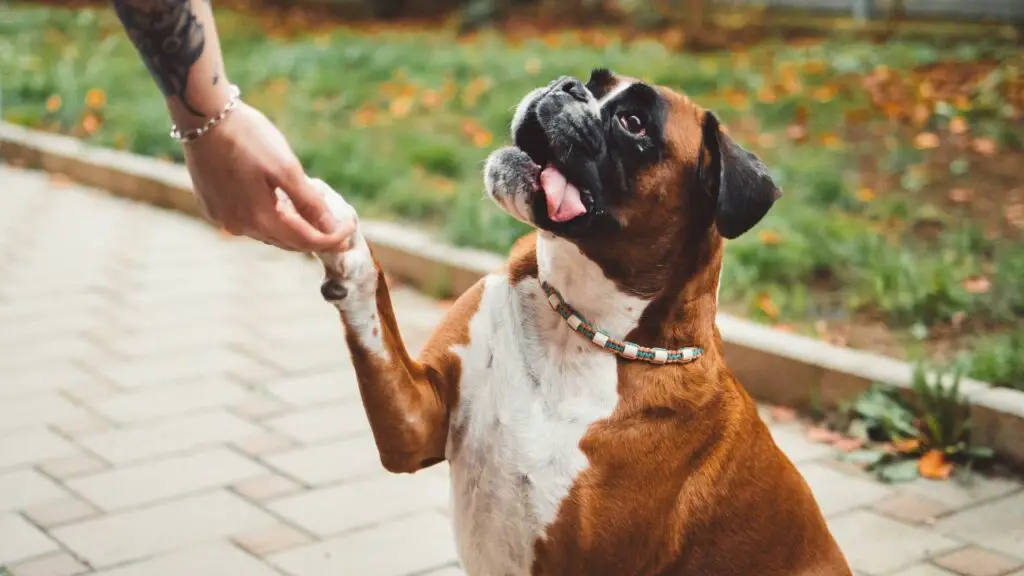 Razze di cani più affettuose