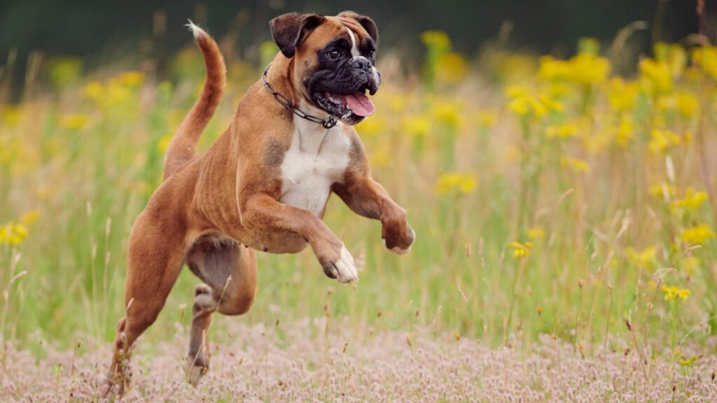 perché i cani sono i migliori animali domestici?