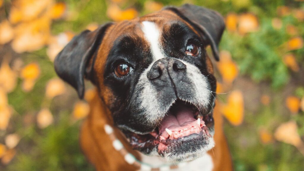 i cani boxer hanno i denti brutti
