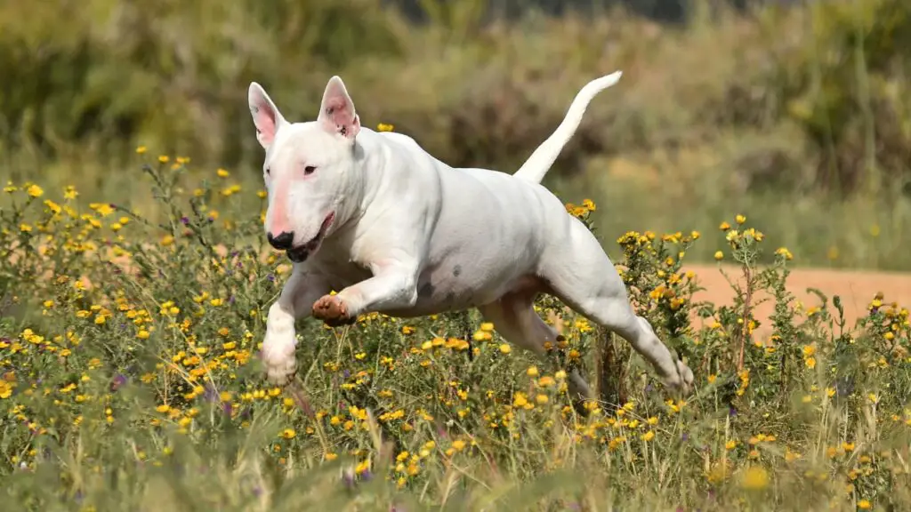 Razze di cani Terrier più popolari