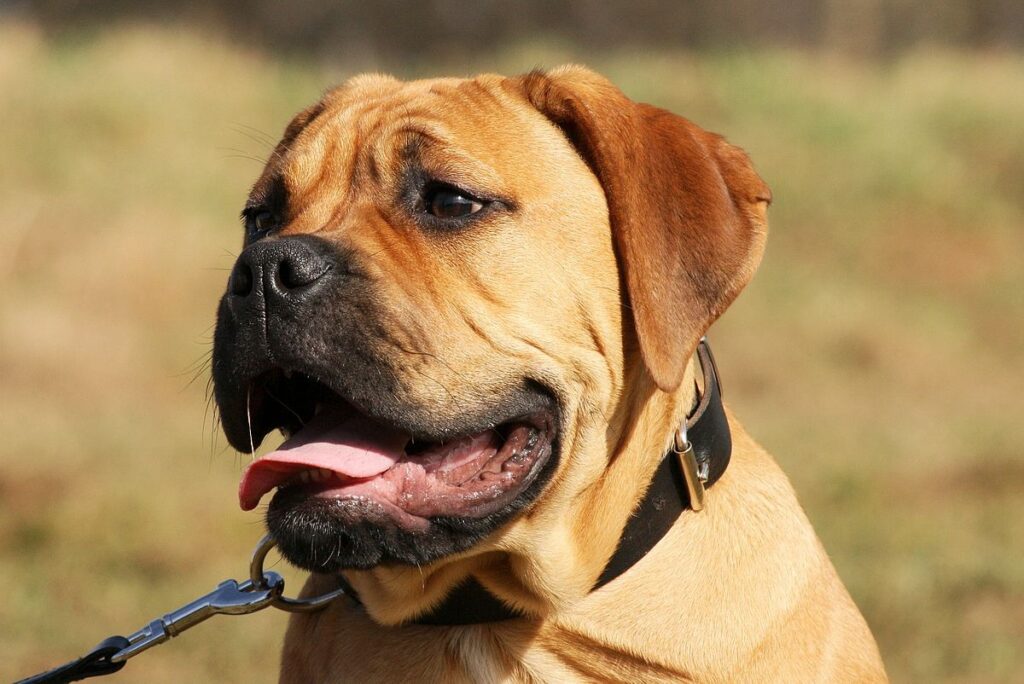 Bullmastiff 