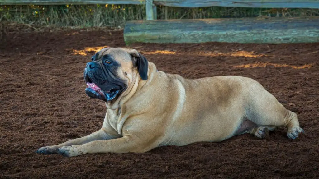 quali cani dormono di più