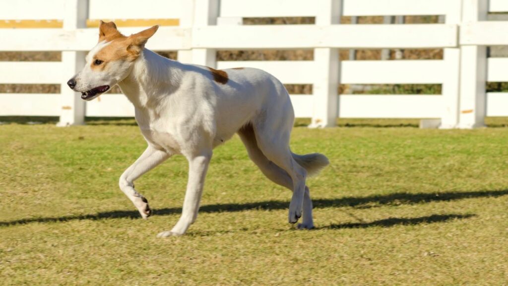 Caratteristiche del cane da pastore
