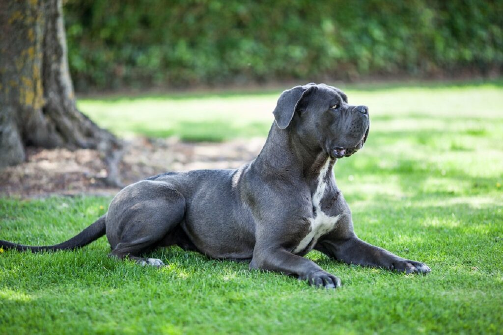 razze di cani da guardia di grandi dimensioni
