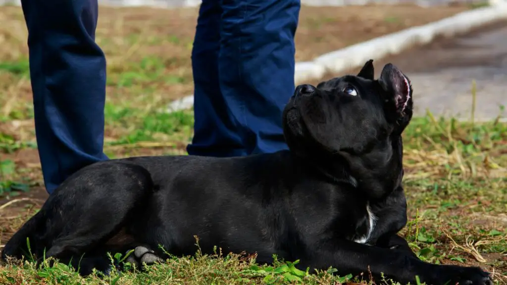 sono cani corso buoni cani di famiglia