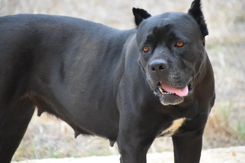 Forza del morso del Cane Corso