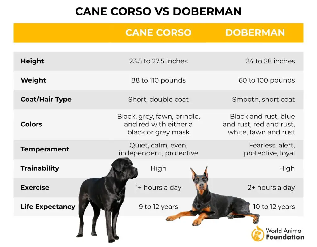 Cane Corso contro Doberman