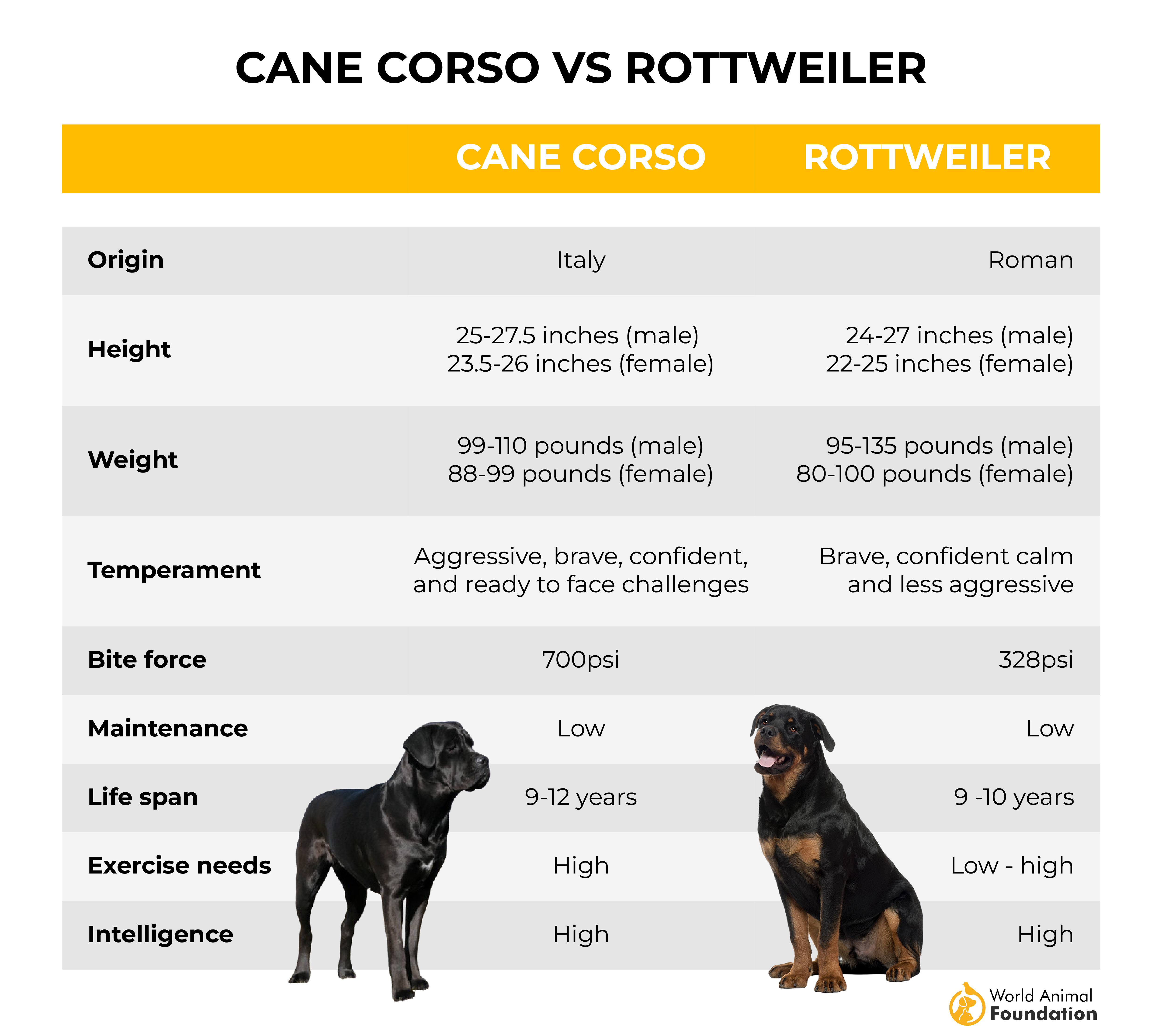 Cane Corso contro Rottweiler