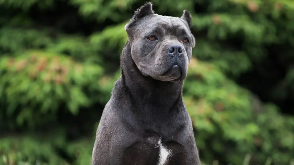 quanto può diventare grande un cane corso