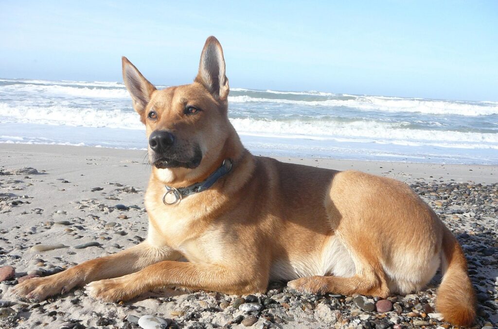 le migliori razze di cani da guardia americani