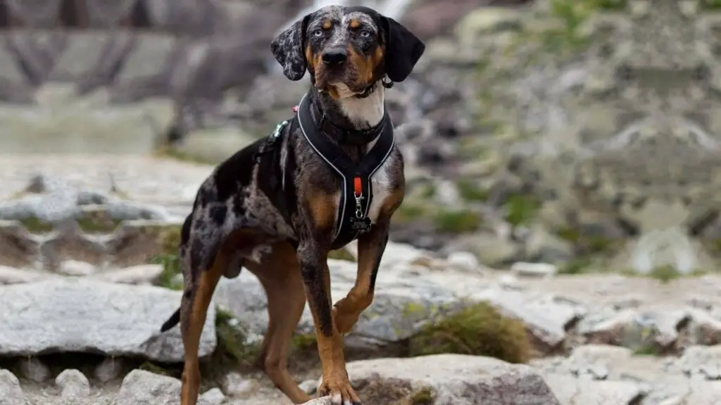 le migliori razze di cani per il monitoraggio del sangue
