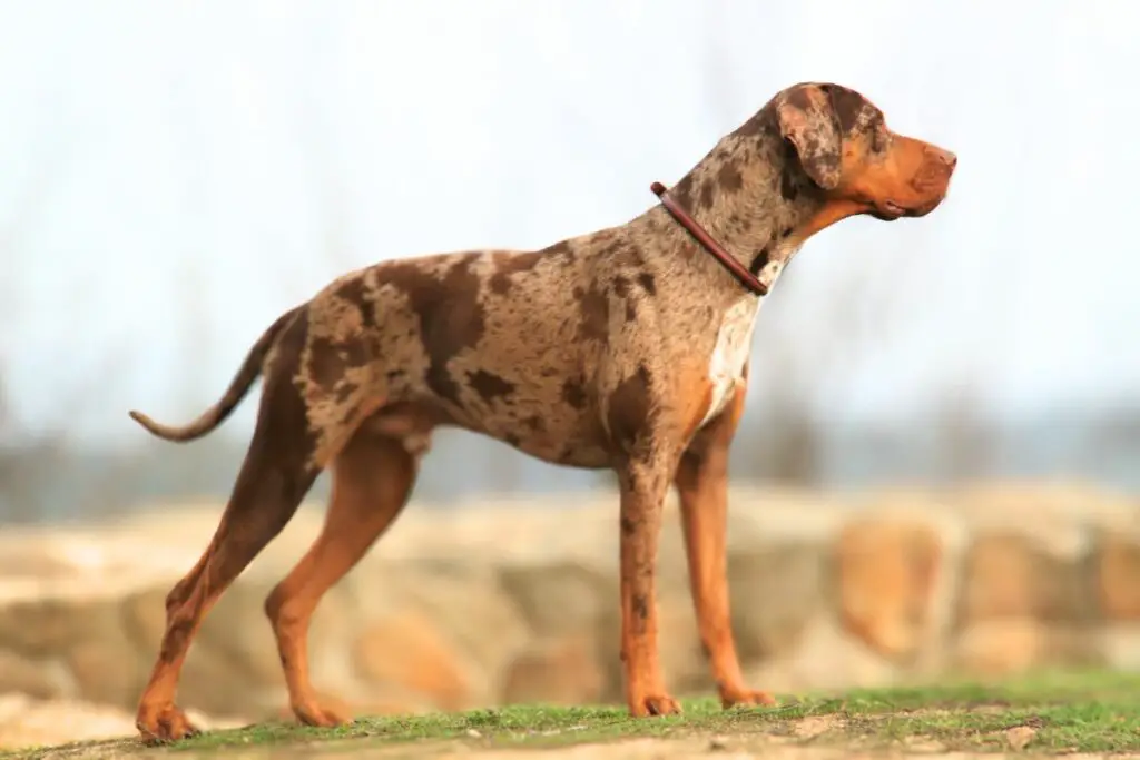 Qual è il miglior cane da guardia d'America?