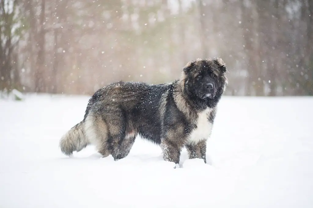 i dieci cani più pericolosi
