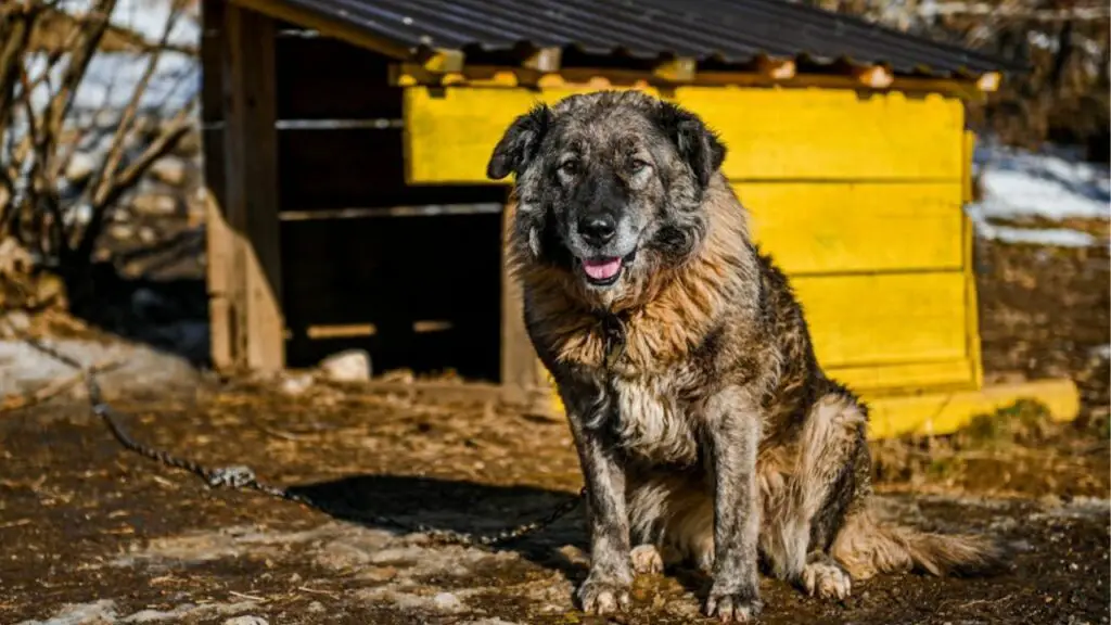 grandi cani da guardia