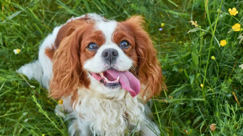 razza di cane più gentile
