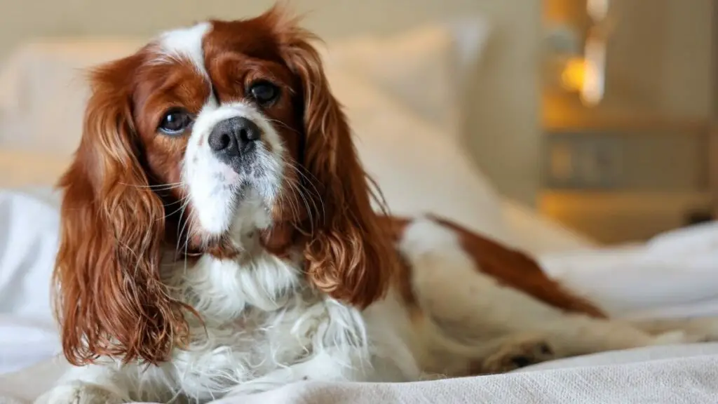 Le migliori razze di cani di piccola taglia per animali domestici