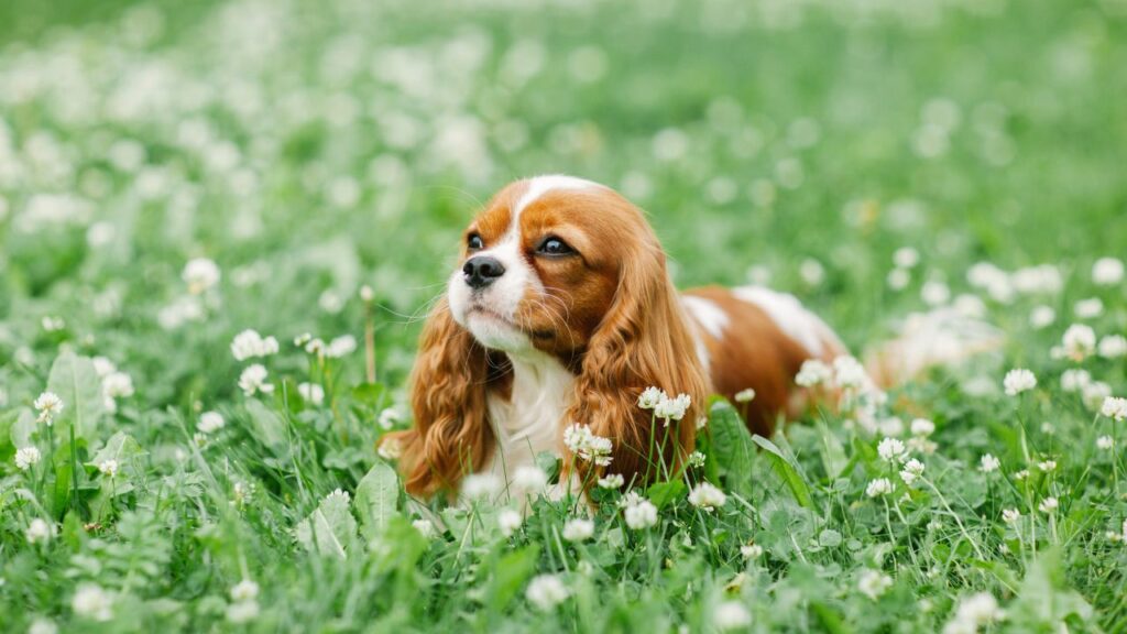 buoni animali domestici per le persone che vivono in città