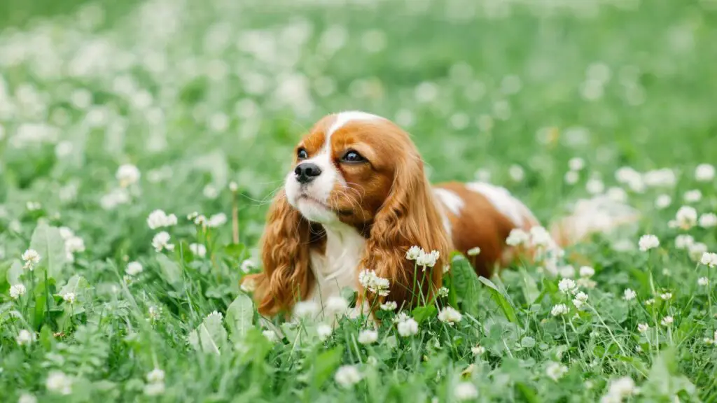 le migliori razze di cani di supporto emotivo