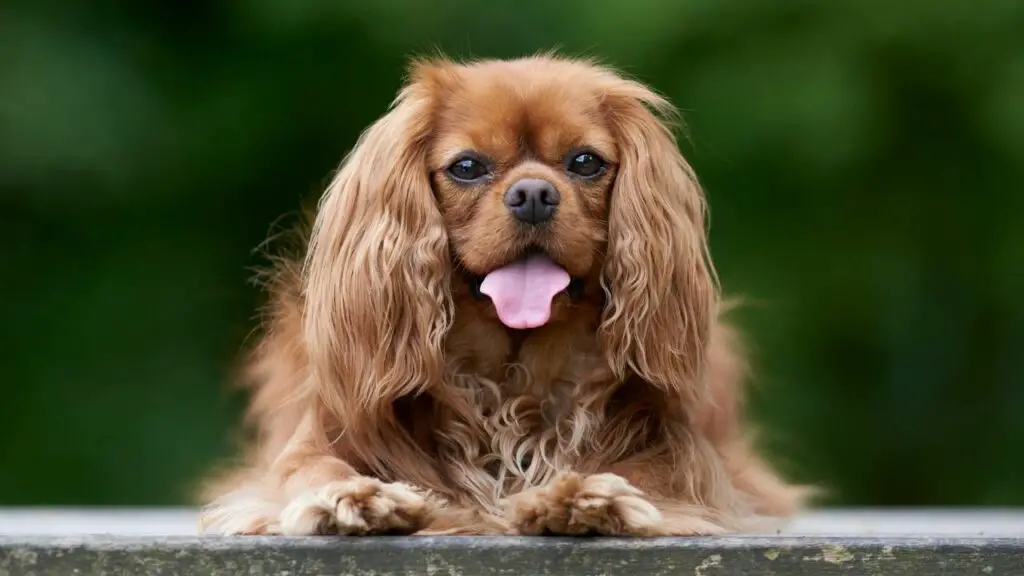 perché i cani ci amano incondizionatamente
