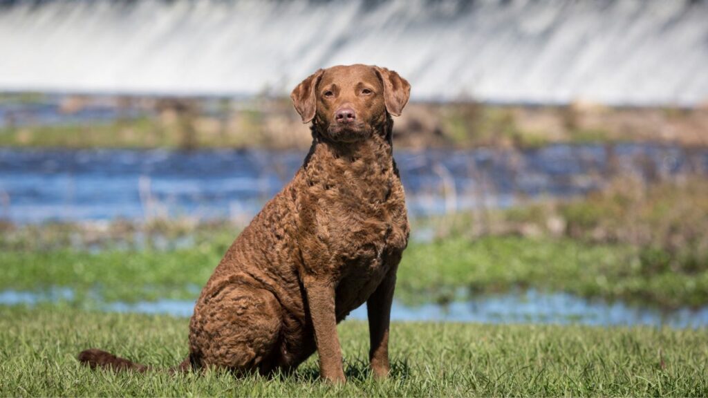 cane da riporto