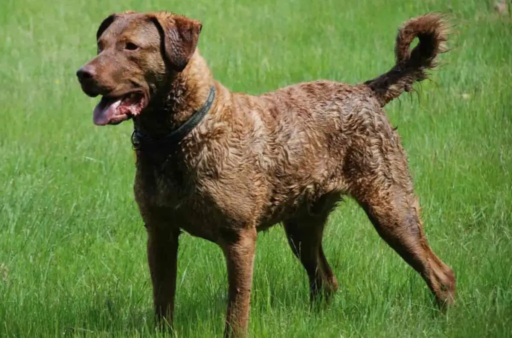 Razze di cani da guardia americani